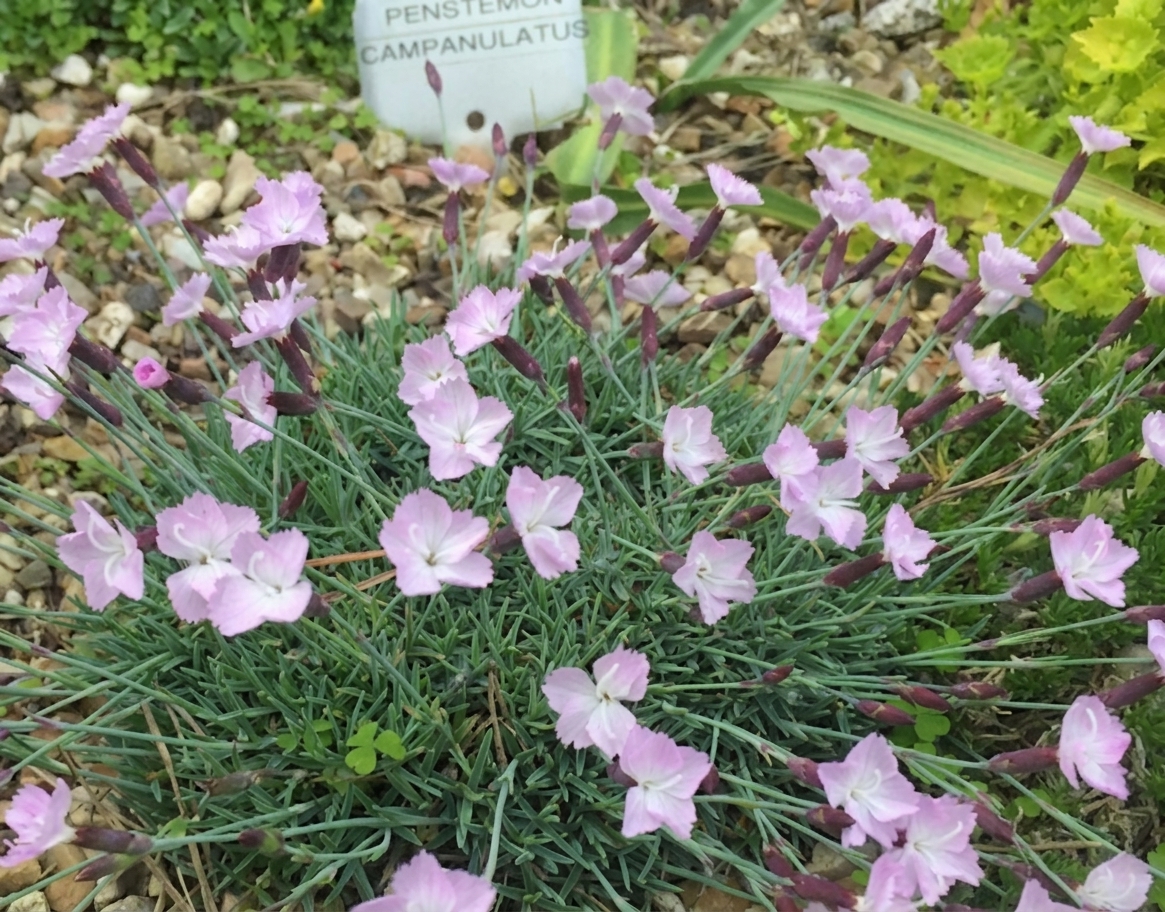 Dianthus freynii 